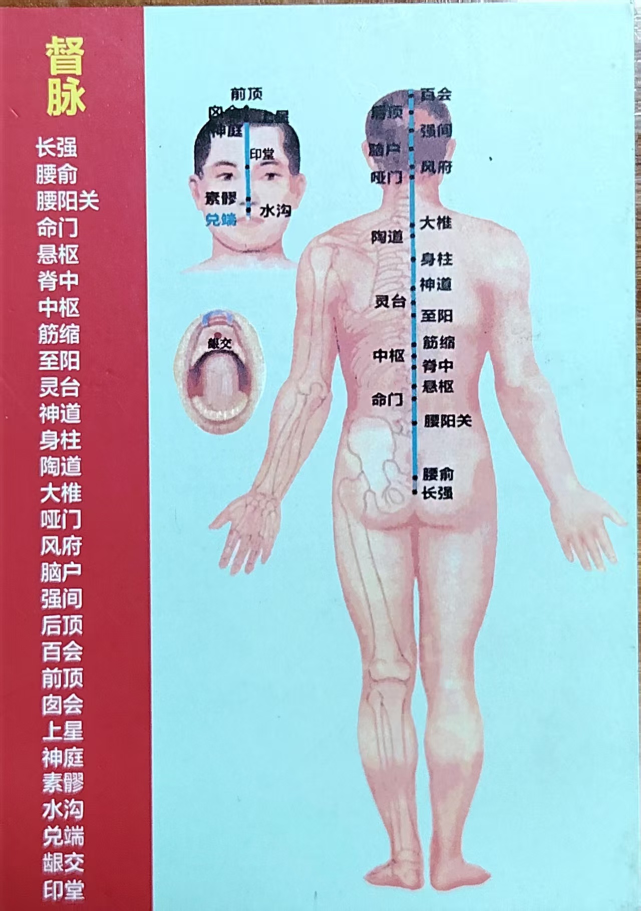 督脉循行图