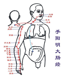 大肠经穴位图